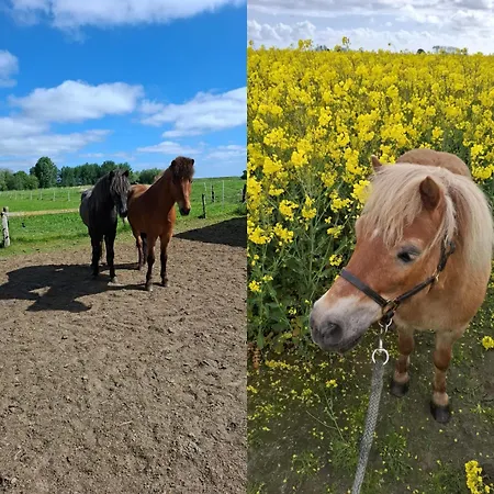 Butterblume - Bauernhof-nordsee-urlaub شقة *